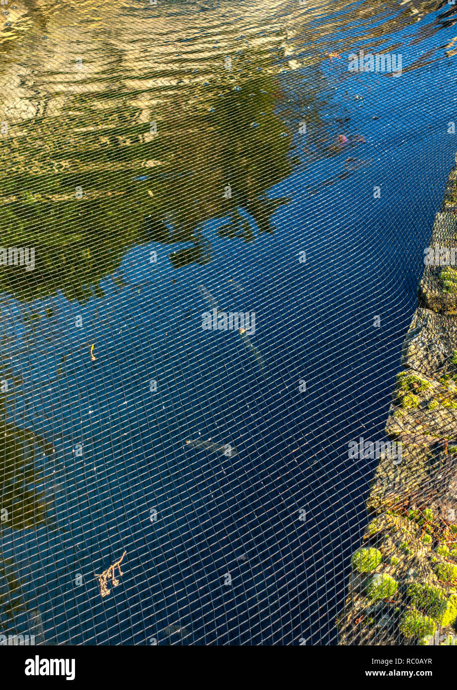 Net sheet covering a house garden pond to protect the fish from the birds Stock Photo Alamy