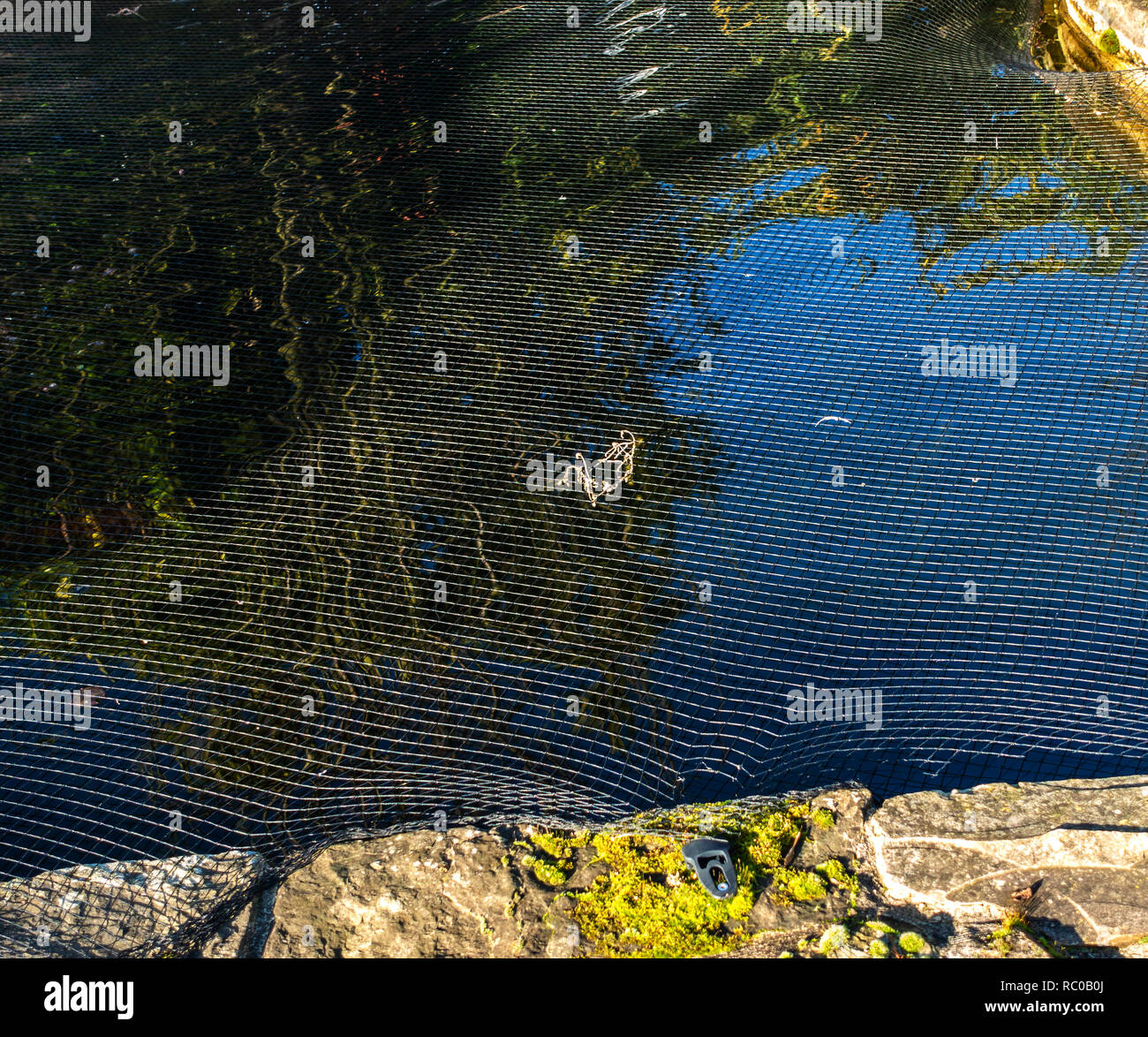 Netting garden pond hi-res stock photography and images - Alamy