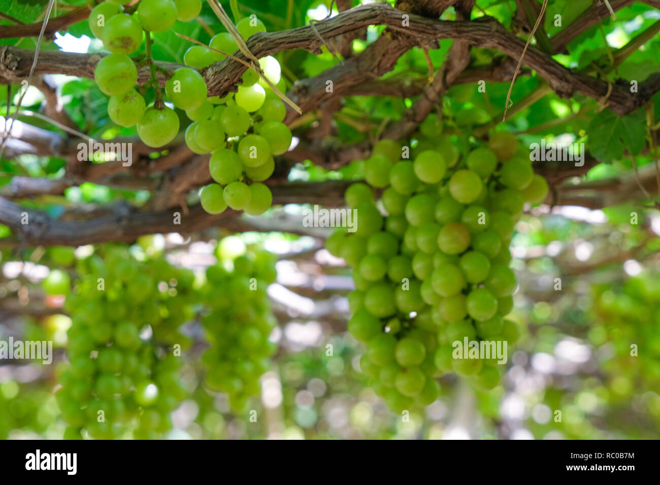 Seedless grape clusters hi-res stock photography and images - Alamy