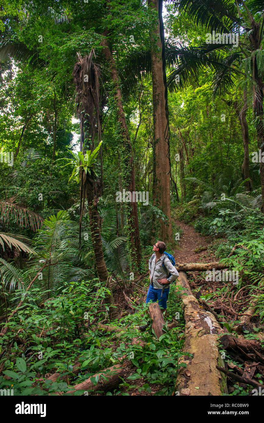 Exploring wild nature in Malaysia. Young man standing and looking back on trekking  trail in the oldest rainforest. Stock Photo