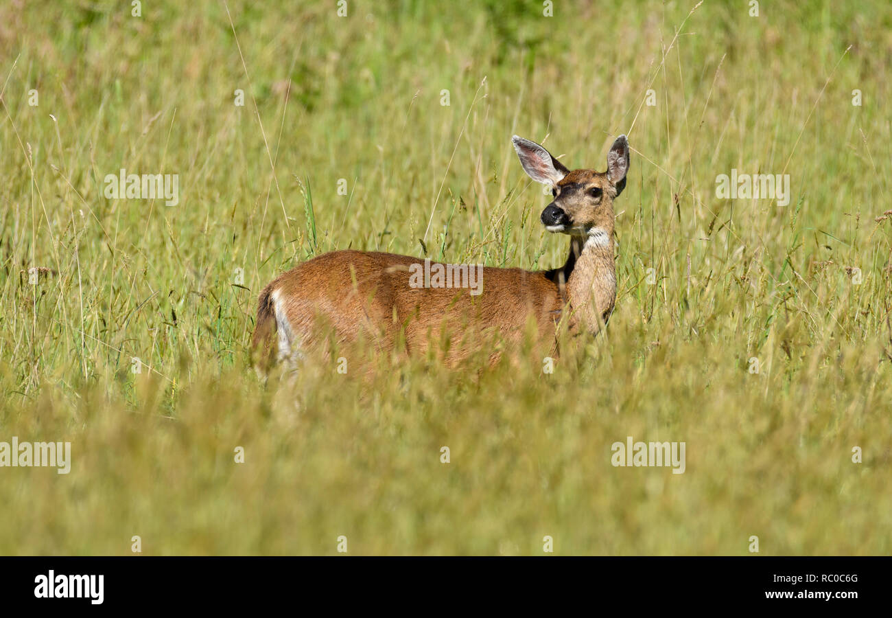 Black-tailed deer in meadow at Prairie Creek Redwoods State Park in northern California. Stock Photo