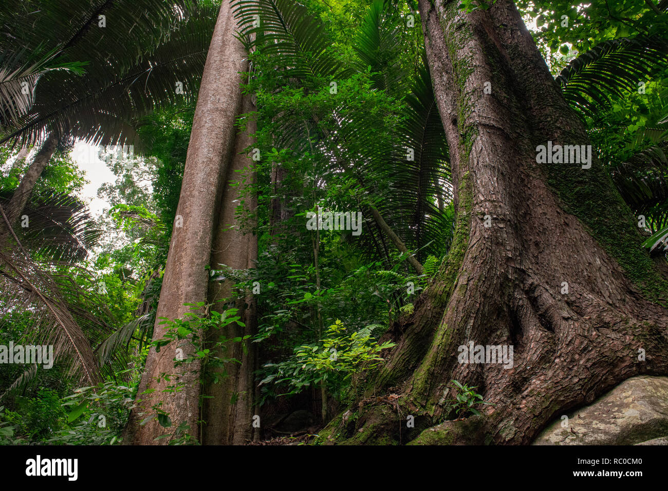 Malaysian pristine rainforest with giant tree trunks and palm trees Stock Photo Alamy