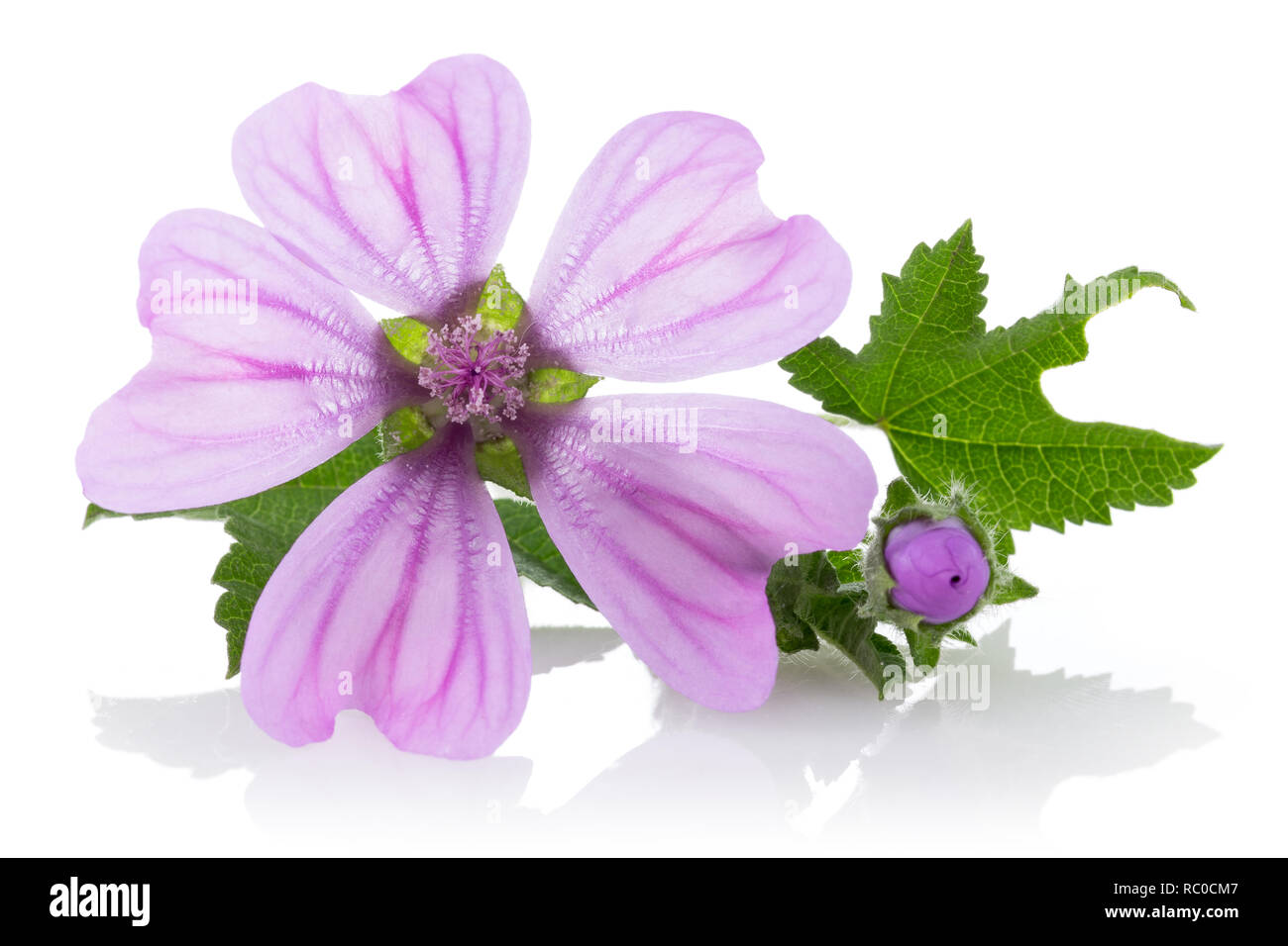 Mallow plant with flowers and leaves isolated on white background Stock ...