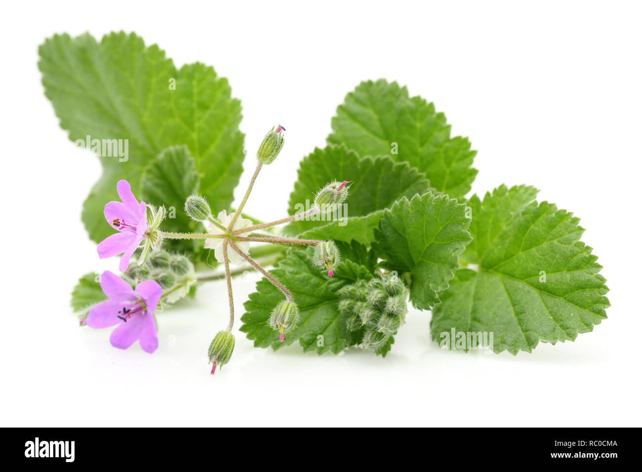 Mallow plant with flowers and leaves isolated on white background Stock ...