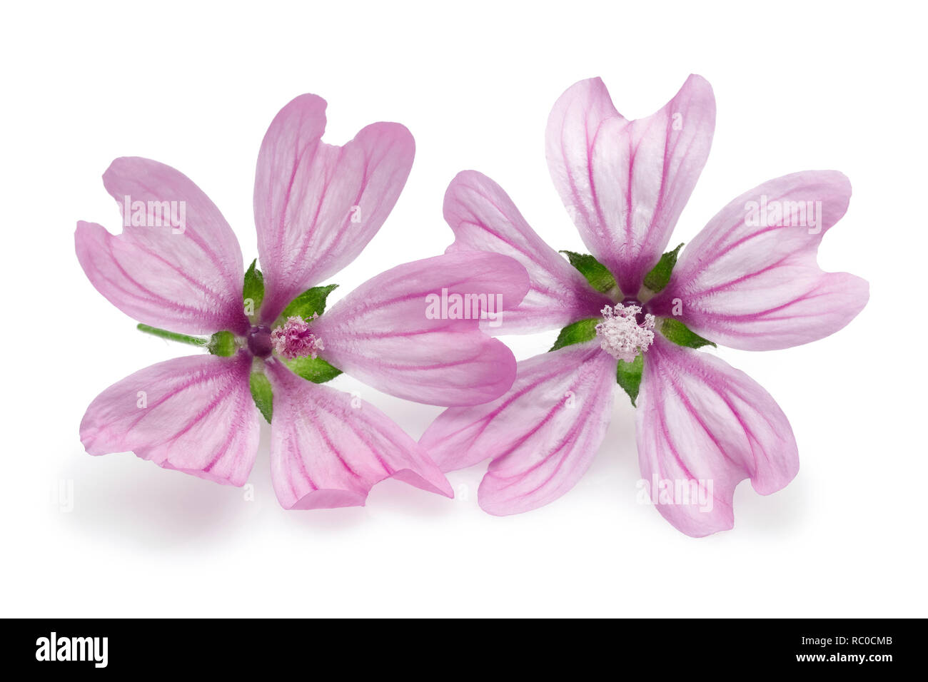 Mallow flowers isolated on white background Stock Photo - Alamy