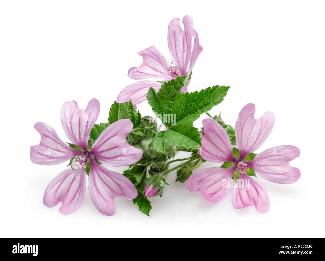 Mallow plant with flowers and leaves isolated on white background Stock ...