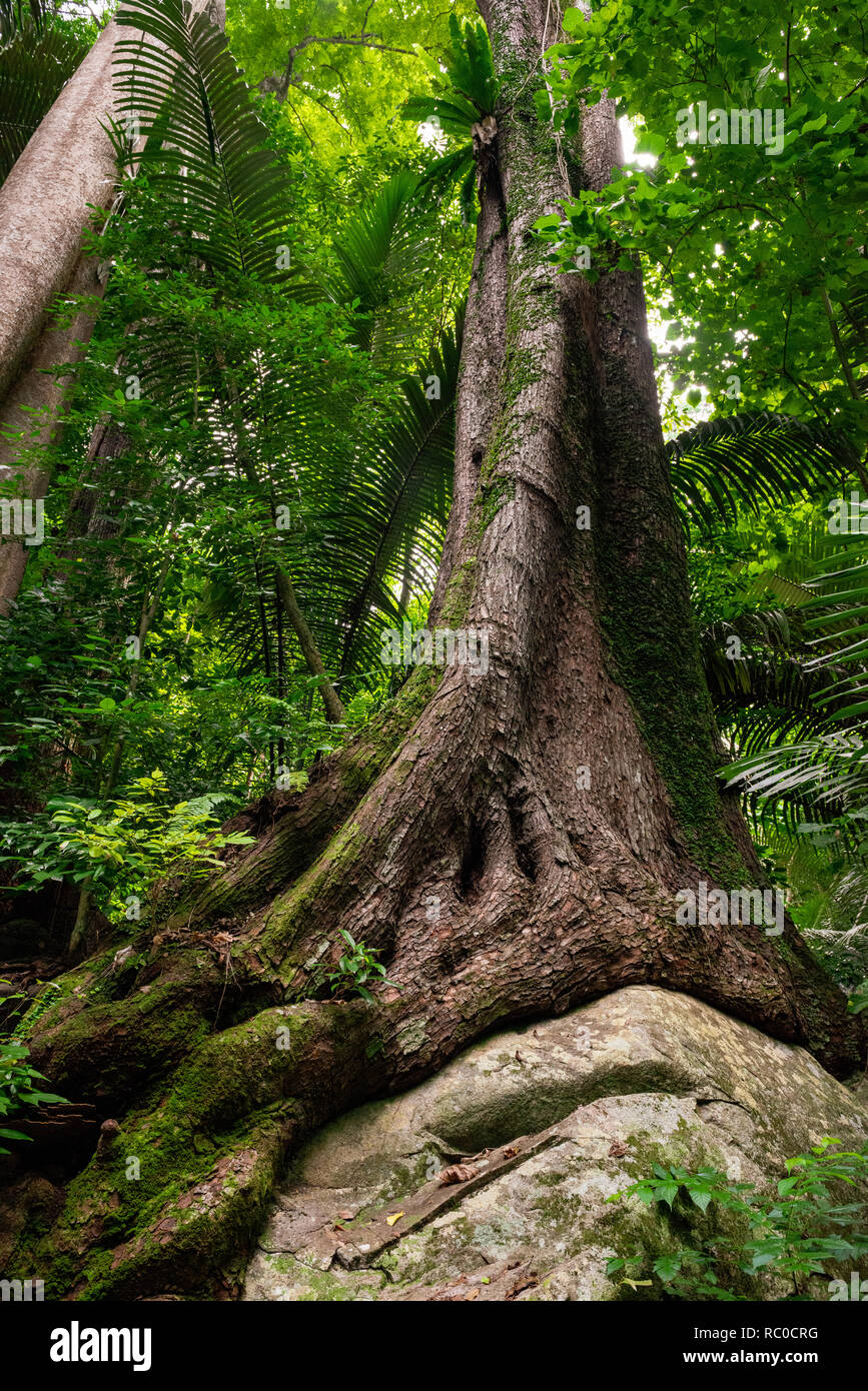 Enormous tree trunk in the middle of pristine rainforest.  Save earth concept. Stock Photo