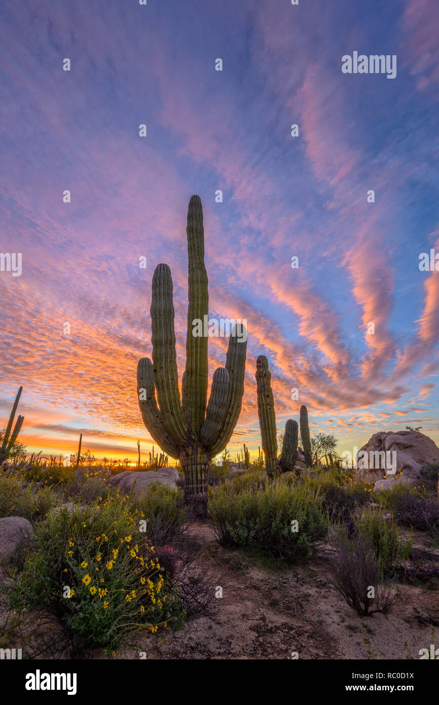 Cardon cactus near Cataviña in Valle de Cirios, Baja California, Mexico. Stock Photo
