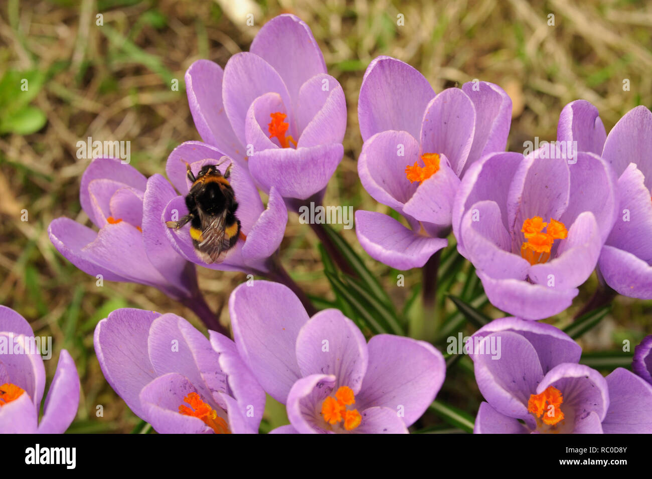 Krokusse Stock Photo