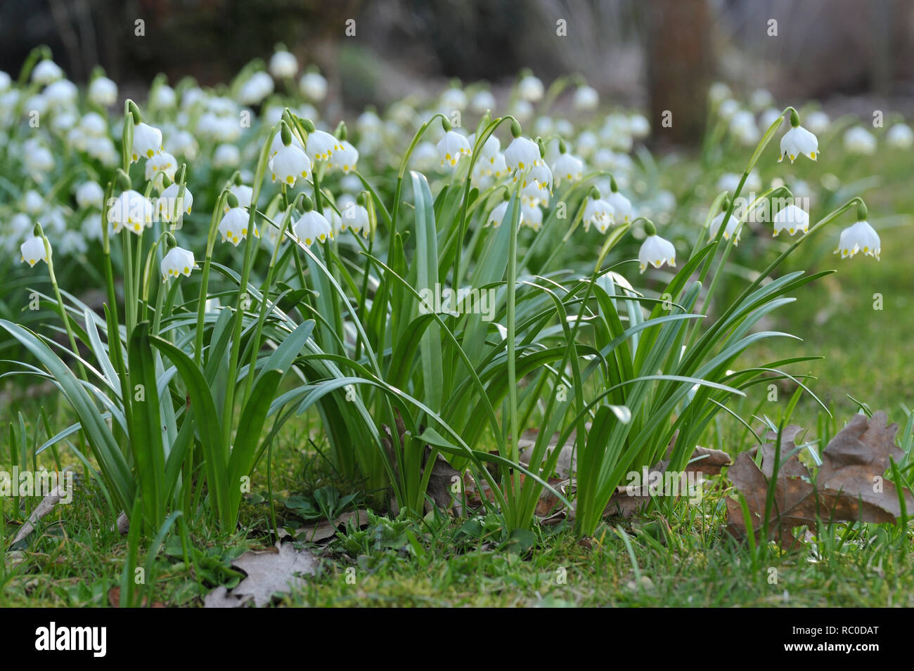 Märzenbecher, Leucojum vernum | Leucojum vernum, Spring snowflake Stock Photo