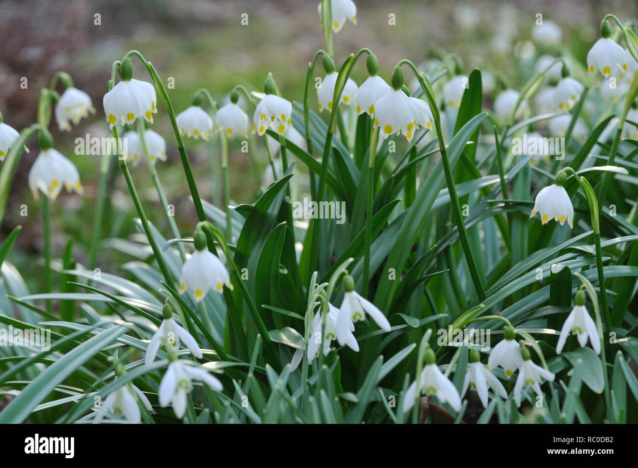 Märzenbecher, Leucojum vernum | Leucojum vernum, Spring snowflake Stock Photo