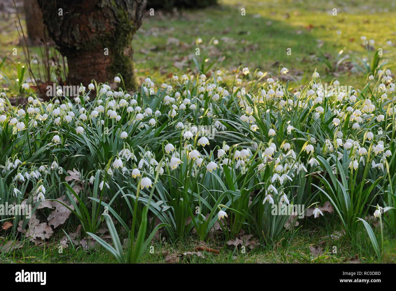 Märzenbecher, Leucojum vernum | Leucojum vernum, Spring snowflake Stock Photo