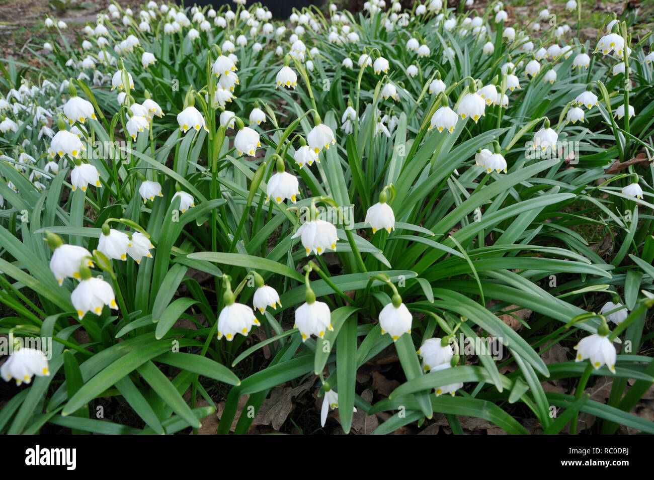 Märzenbecher, Leucojum vernum | Leucojum vernum, Spring snowflake Stock Photo