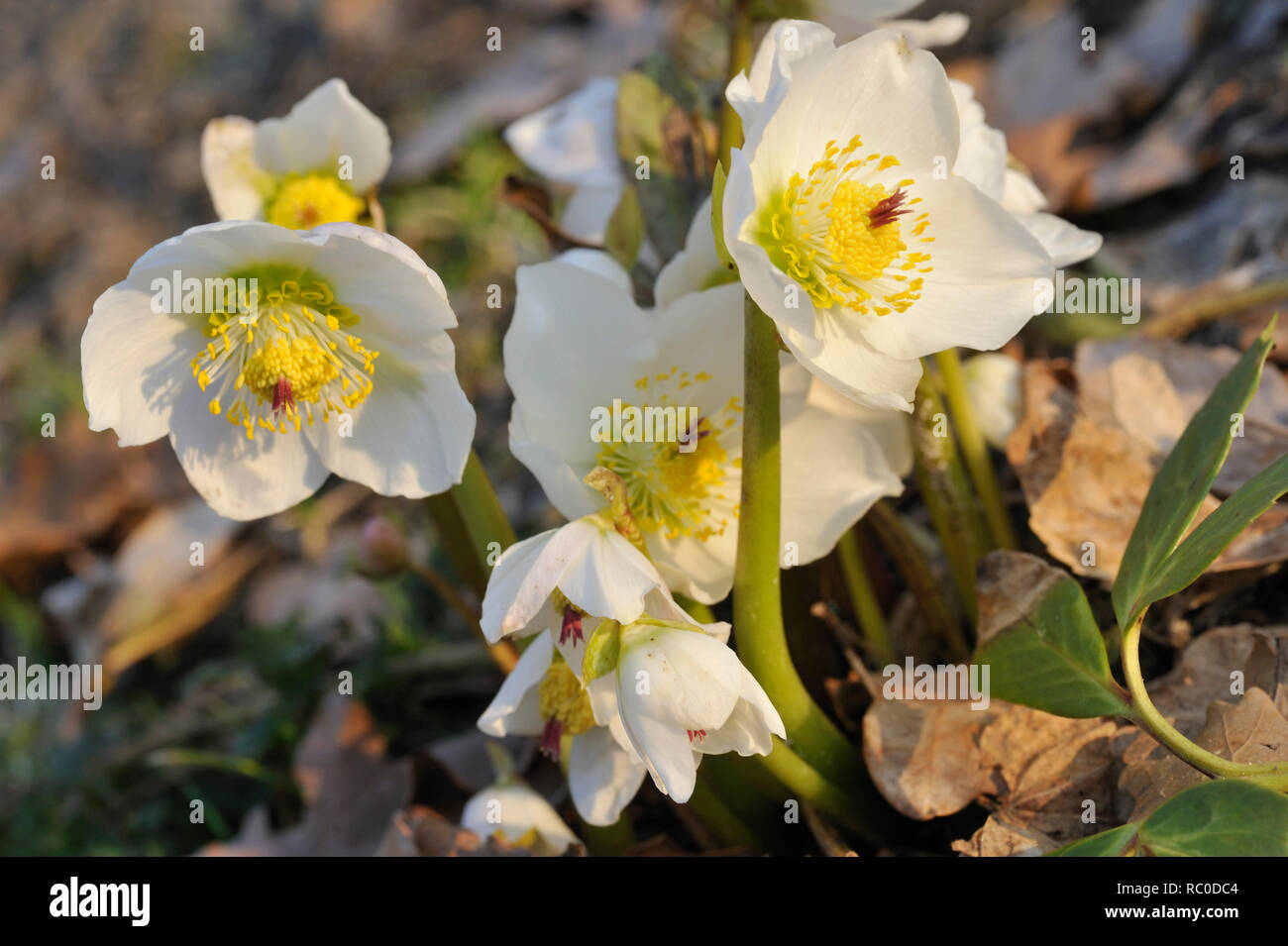Christrose, Helleborus niger | Helleborus niger, christmas rose Stock Photo