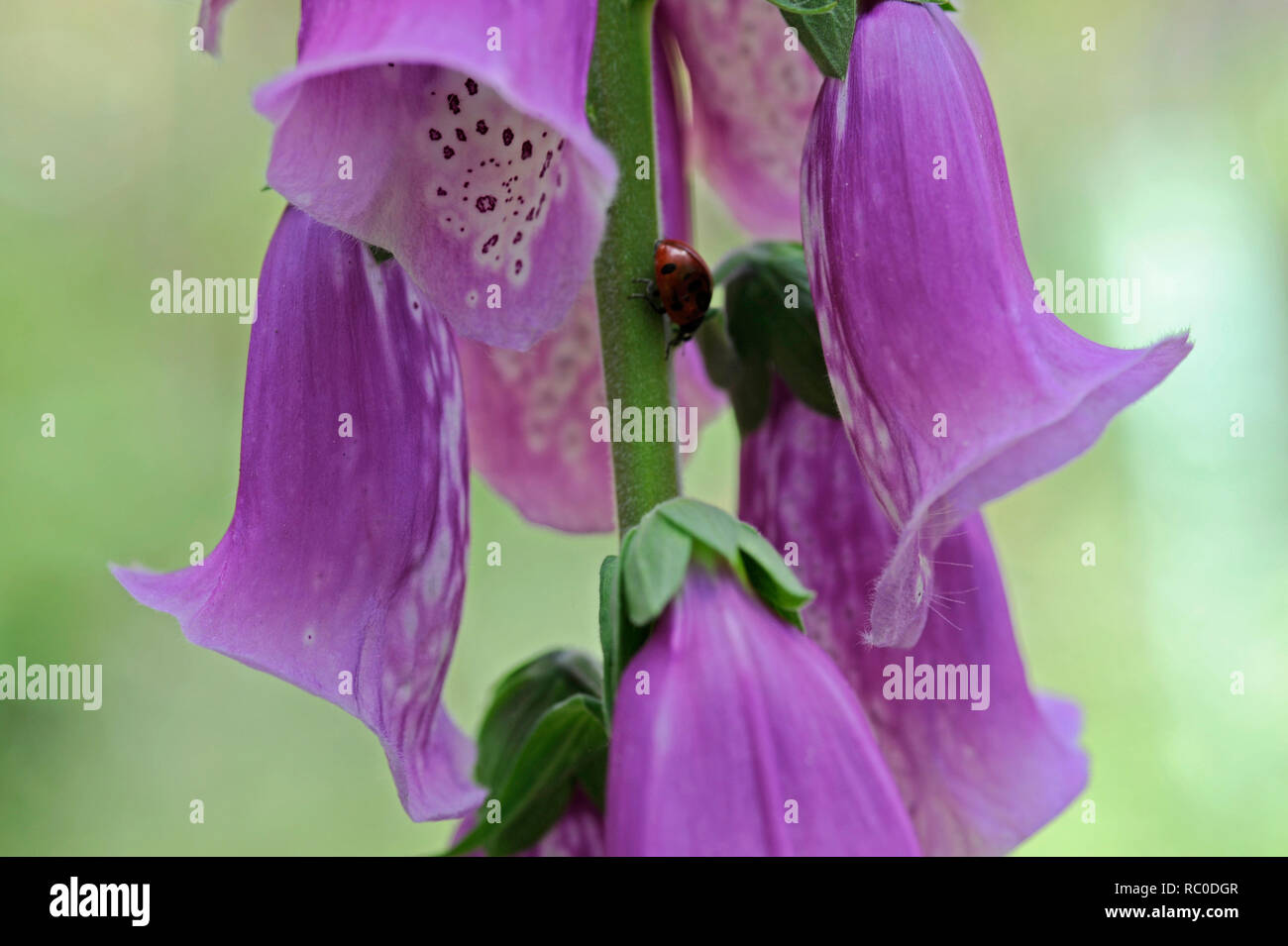 Roter Fingerhut - Digitalis purpurea | Purple foxglove - Digitalis purpurea Stock Photo