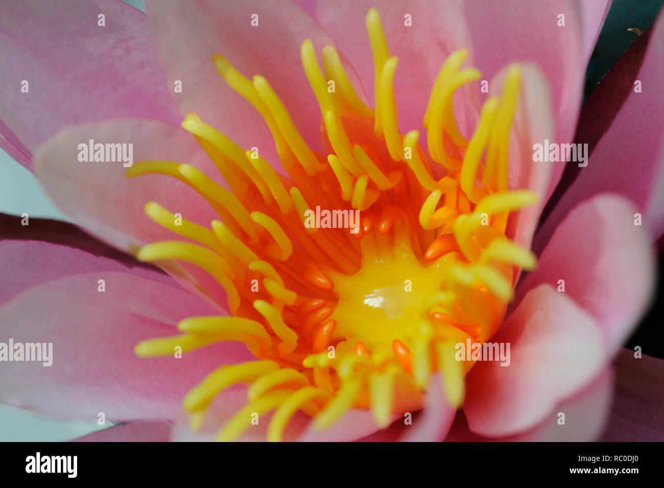 Seerose - Nymphaea | Waterlily - Nymphaea Stock Photo