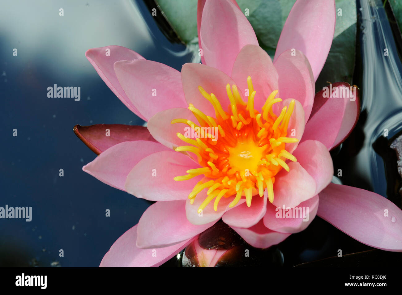 Seerose - Nymphaea | Waterlily - Nymphaea Stock Photo