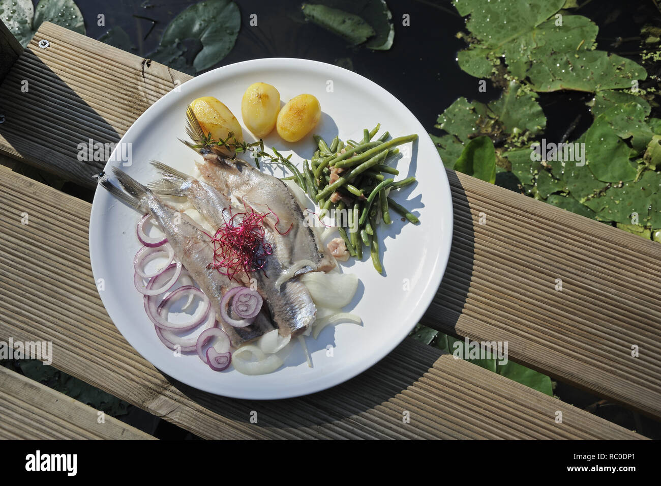 junger Matjes mit grünen Bohnen, Zwiebeln und Salzkartoffeln | young herring, matie, with string beans, onions and boiled potatoes Stock Photo