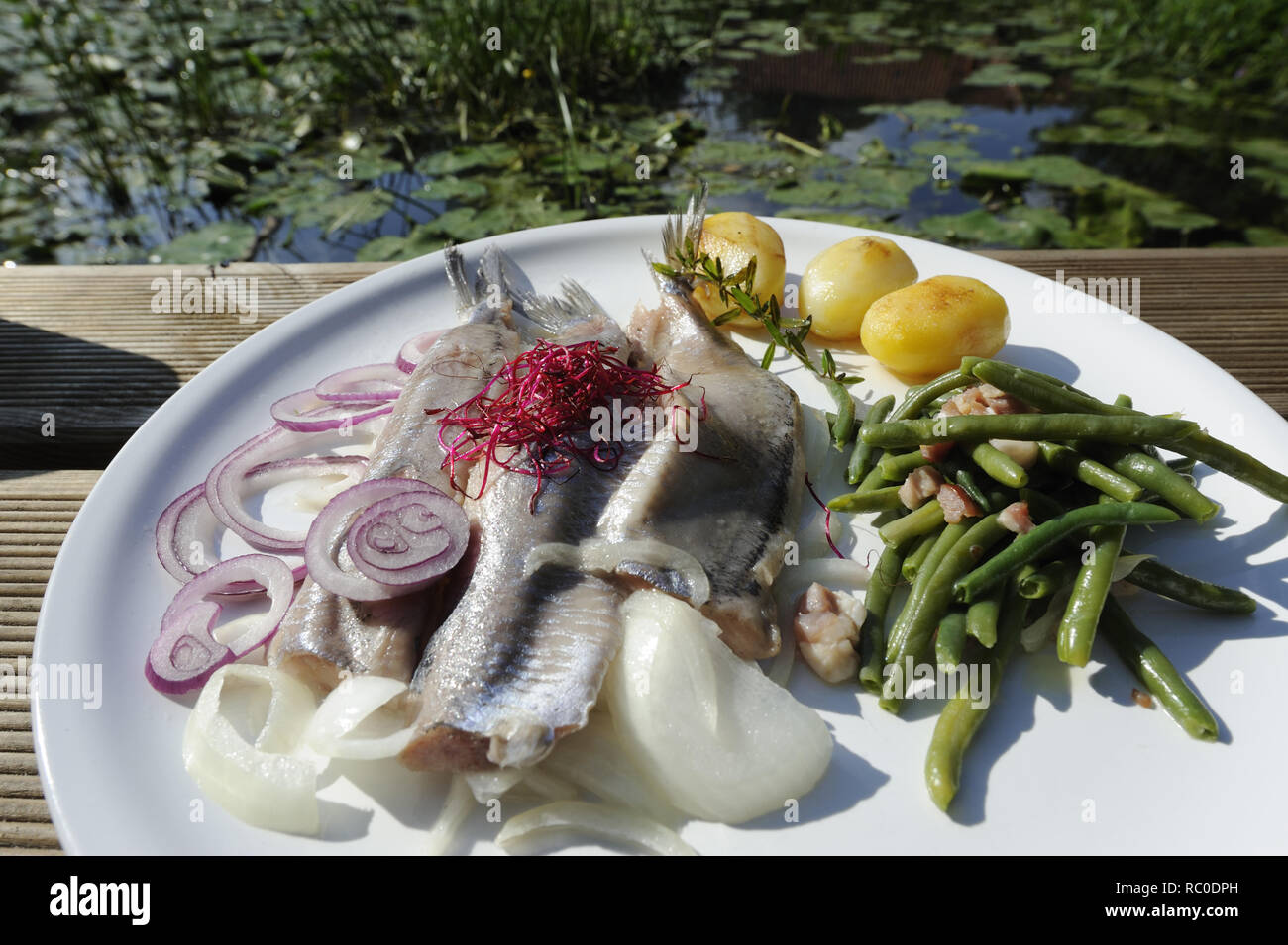 junger Matjes mit grünen Bohnen, Zwiebeln und Salzkartoffeln | young ... junger Matjes mit grünen Bohnen, Zwiebeln und Salzkartoffeln | young ...