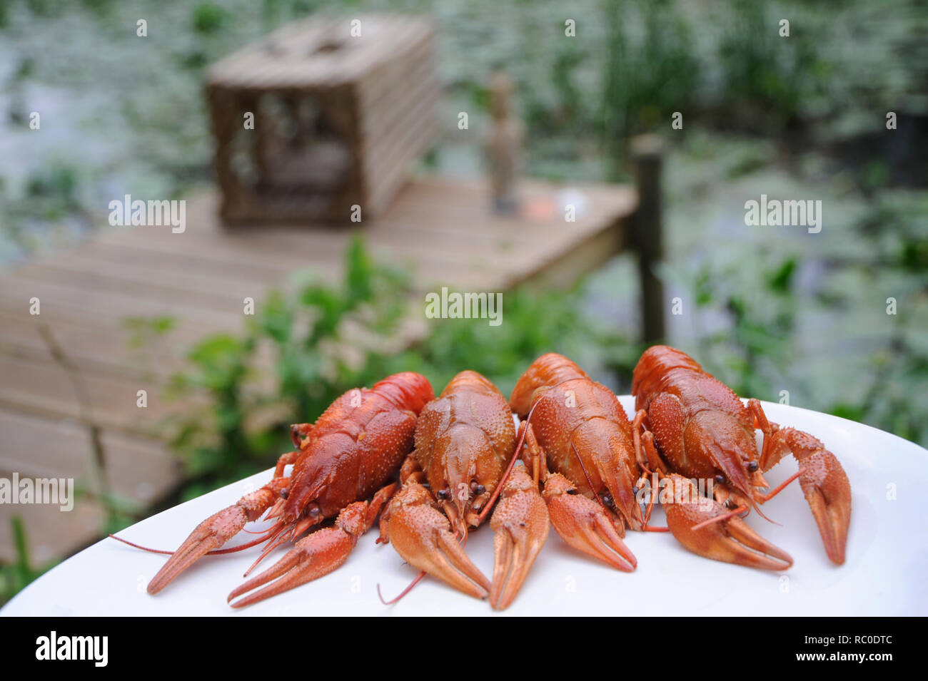 Flusskrebse mit gemischtem Salat | European crayfish, Astacus astacus,  with mixed salad, crawfish, mudbug, crawdad, crawdaddy Stock Photo