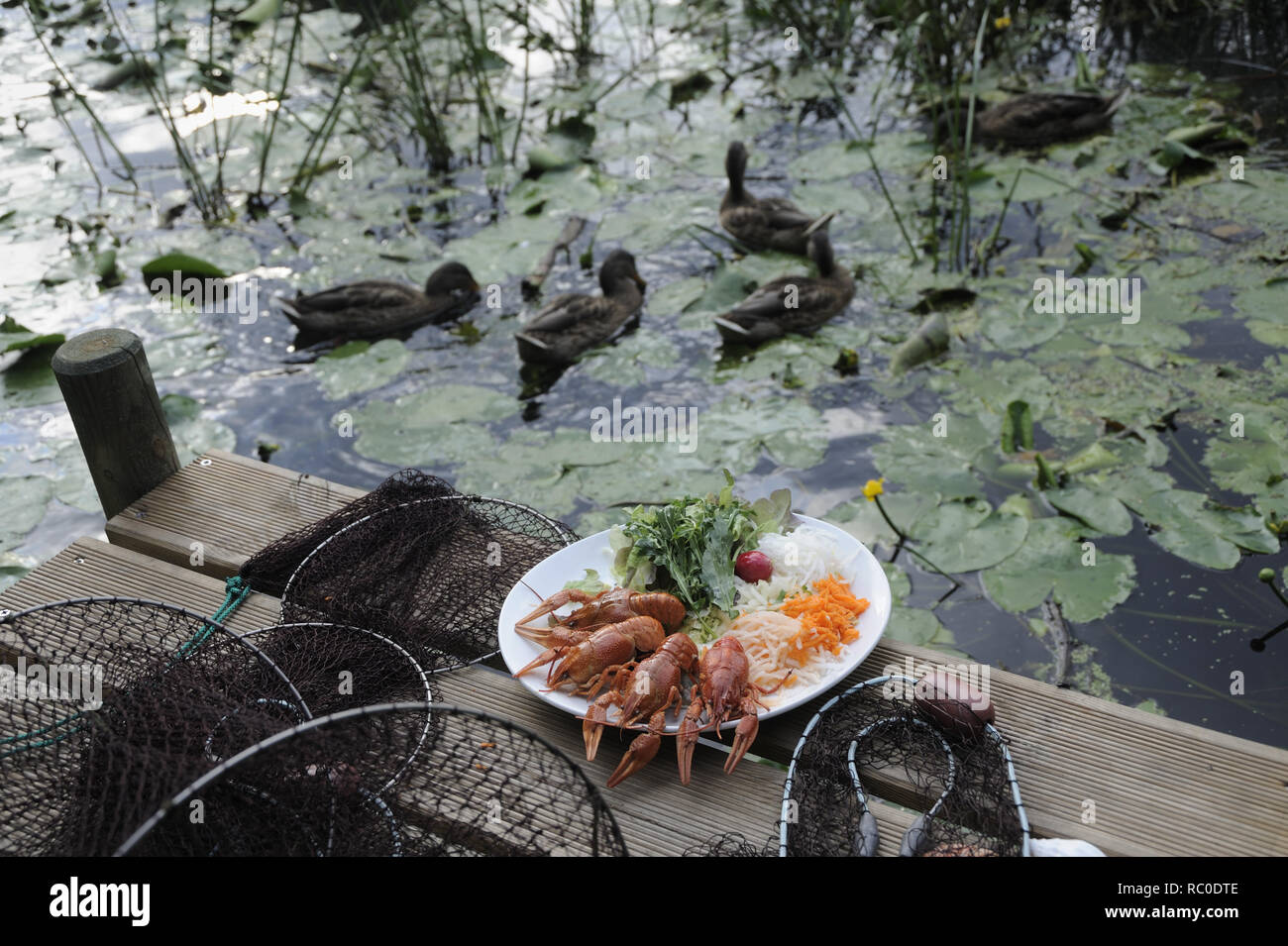 Flusskrebse mit gemischtem Salat | European crayfish, Astacus astacus,  with mixed salad, crawfish, mudbug, crawdad, crawdaddy Stock Photo