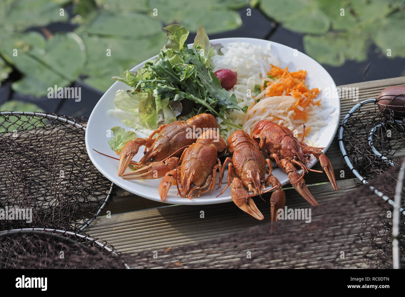 Flusskrebse mit gemischtem Salat | European crayfish, Astacus astacus ...