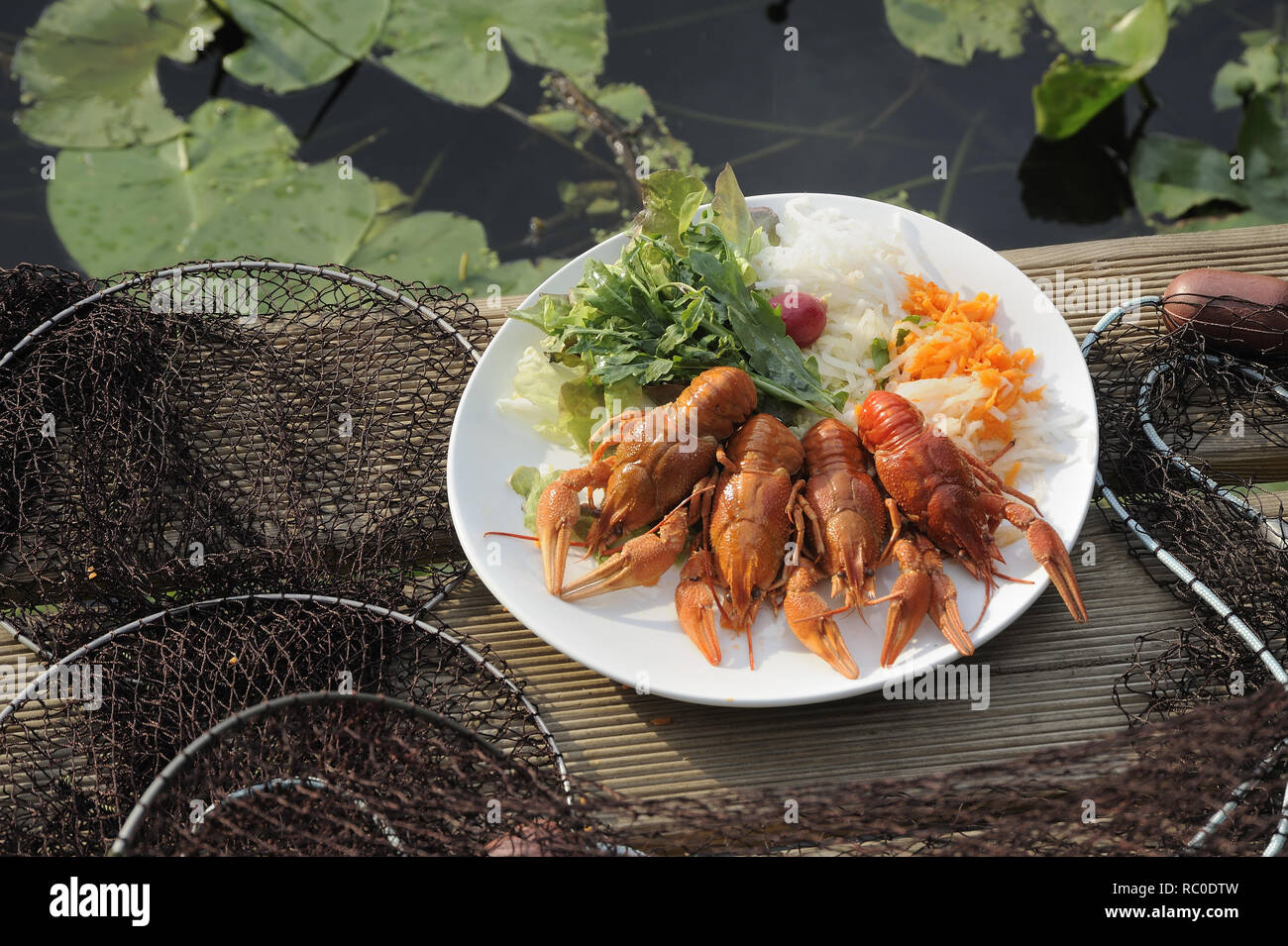 Flusskrebse mit gemischtem Salat | European crayfish, Astacus astacus,  with mixed salad, crawfish, mudbug, crawdad, crawdaddy Stock Photo
