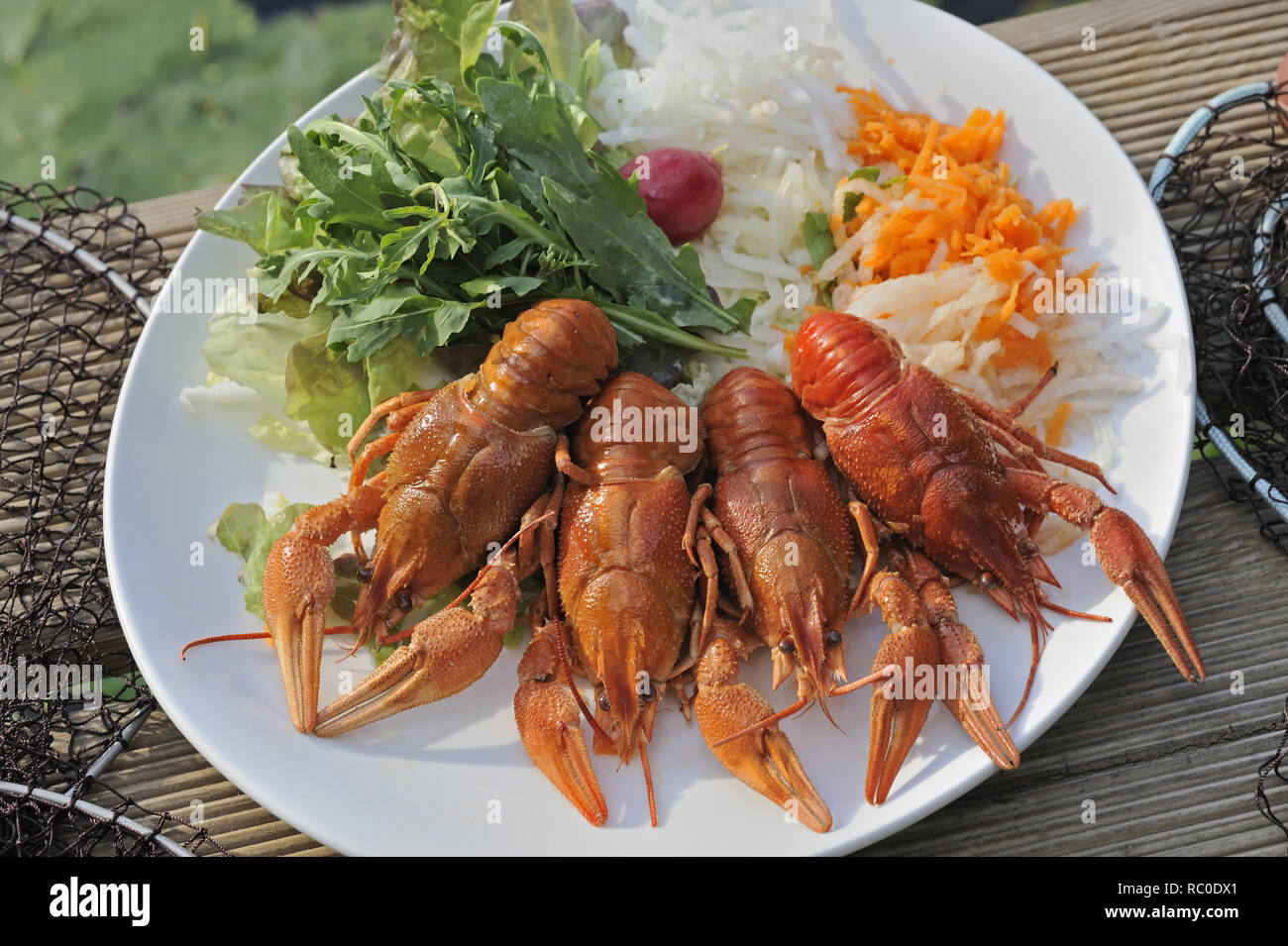 Flusskrebse mit gemischtem Salat | European crayfish, Astacus astacus,  with mixed salad, crawfish, mudbug, crawdad, crawdaddy Stock Photo