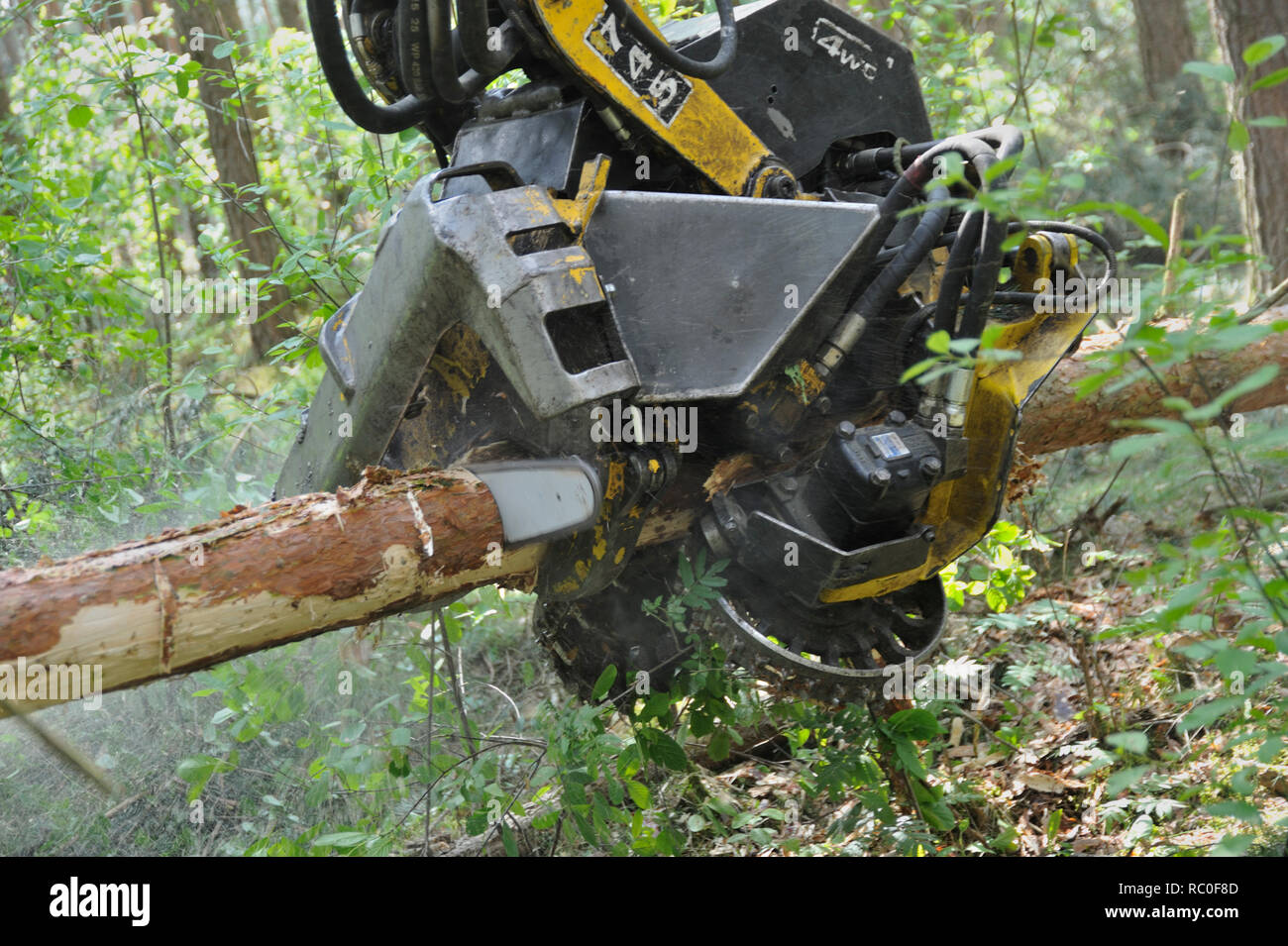Holzerntemaschine, Harvester, fällt und zerlegt Bäume in einem Arbeitsgang  | harvesterr cutting down trees in the wood Stock Photo - Alamy