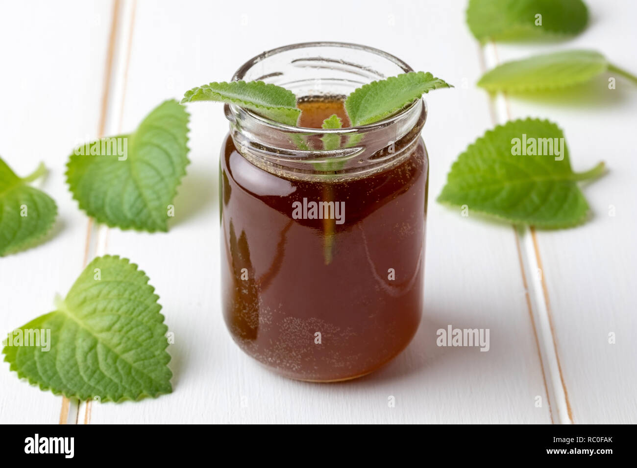 A jar of silver spurflower syrup against common cold with fresh Plectranthus argentatus leaves Stock Photo