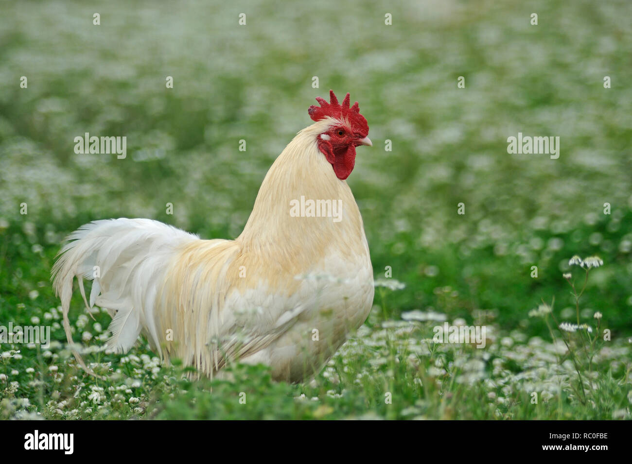 Hühner in freier Natur auf der Wiese Stock Photo