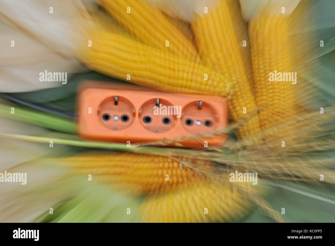 Dreifachsteckdose zwischen Maiskolben | triple socker between corn cobs Stock Photo