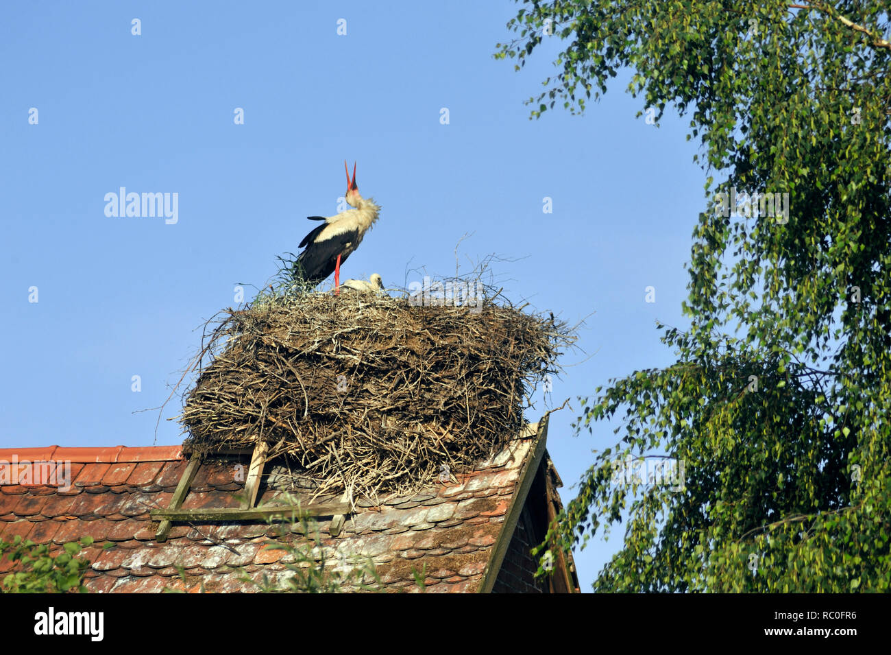 Rühstedt, Storchendorf in Brandenburg, Deutschland Stock Photo