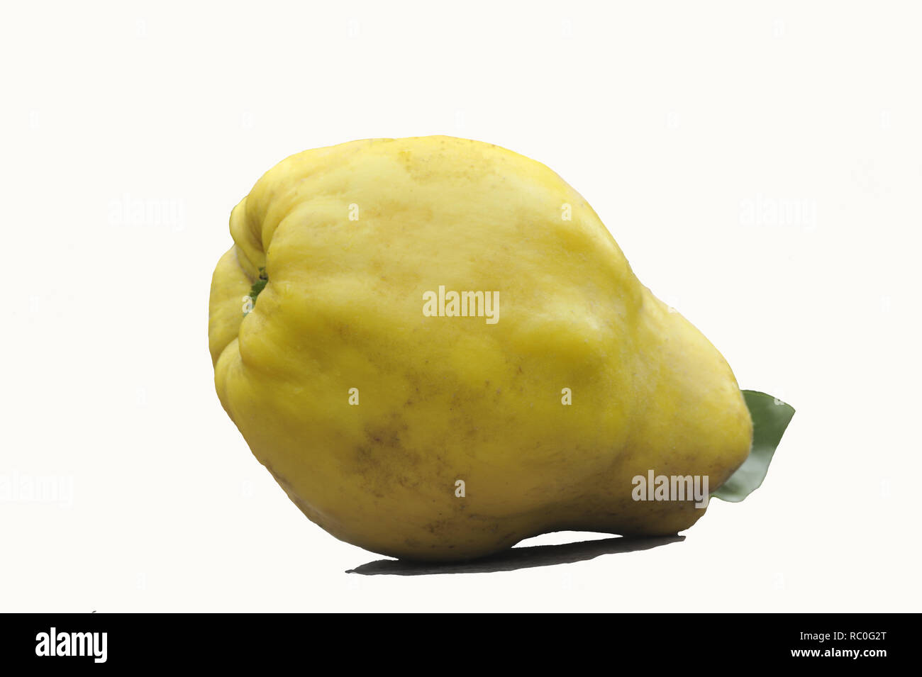 Quitten, Quinces Stock Photo