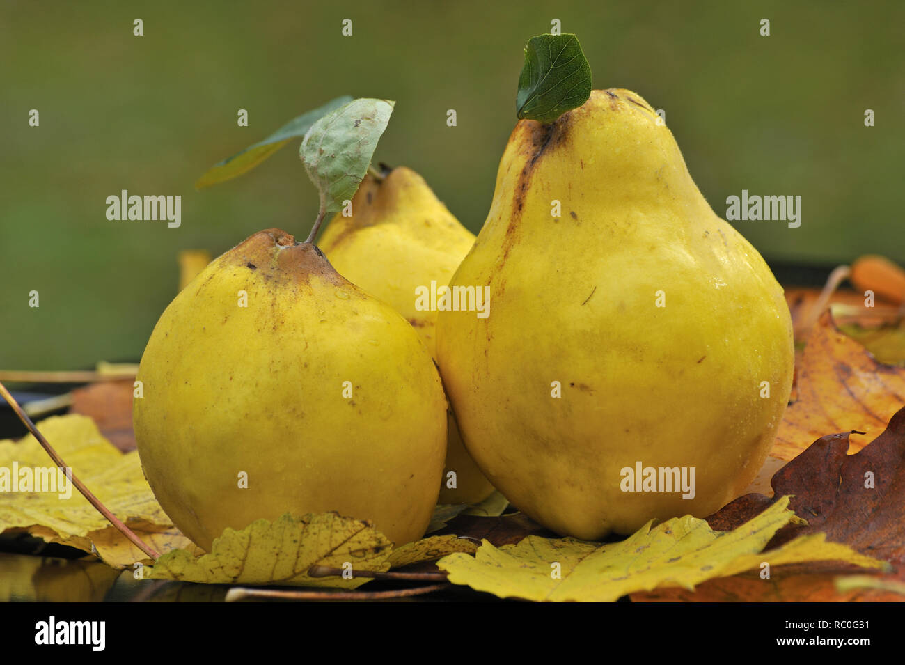 Quitte Ernte Stock Photos Quitte Ernte Stock Images Alamy