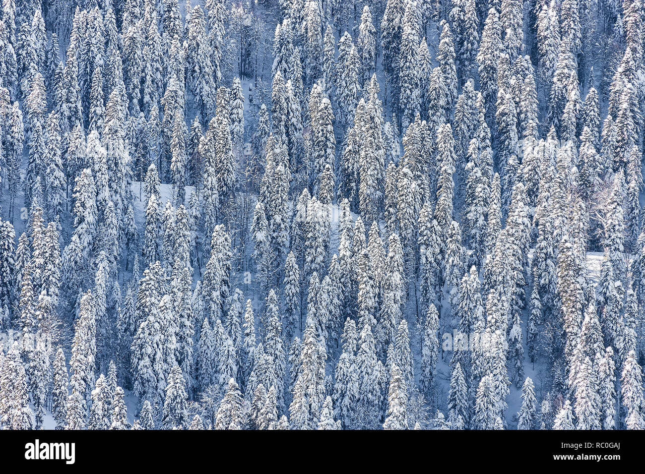 Pine forest on the mountain slope in a nature reserve Stock Photo