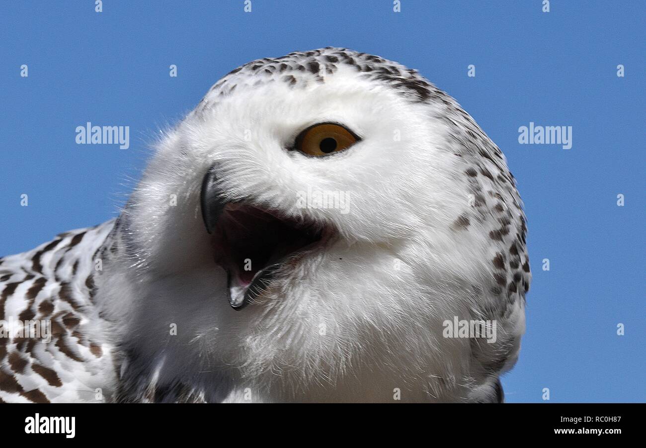 FEMALE SNOWY OWL Stock Photo - Alamy