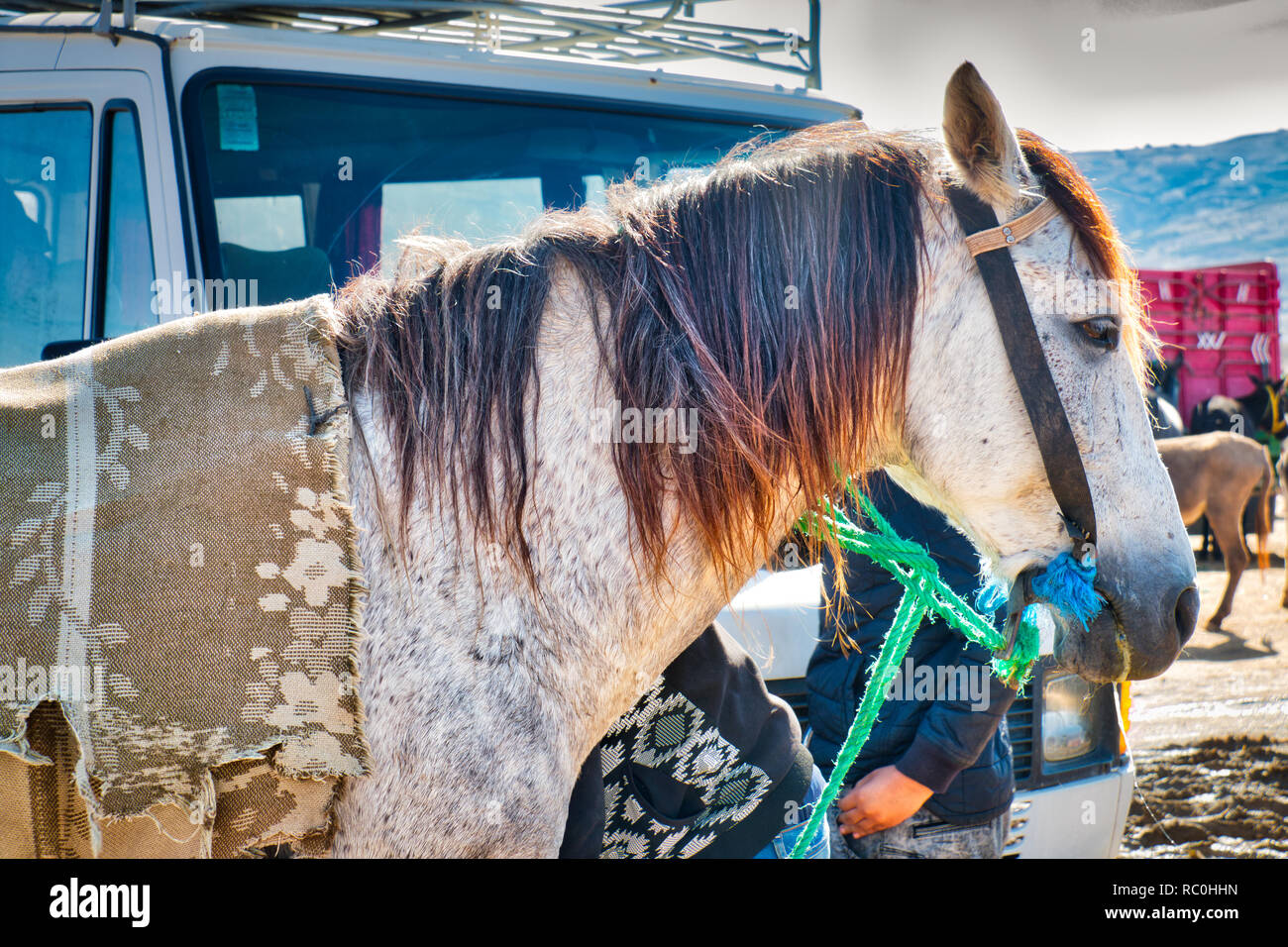 Nice horse exposed for sale in the souk of Oued Laou, a village in the province of Chefchaouen in northern Morocco. Stock Photo