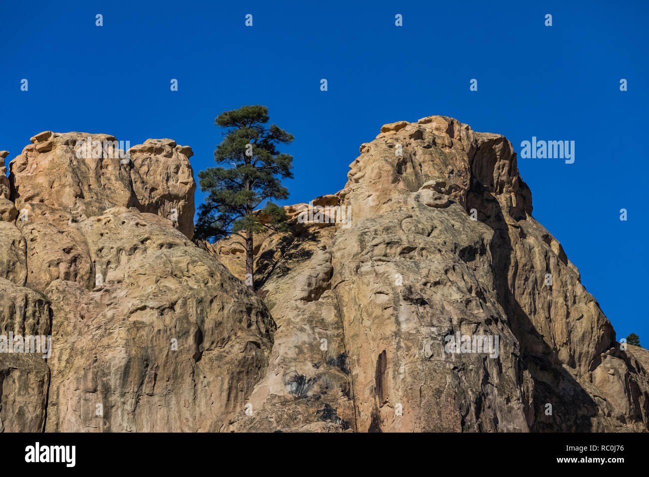 Lone Ponderosa Pine, Pinus ponderosa, high atop Inscription Rock in El Morro National Monument