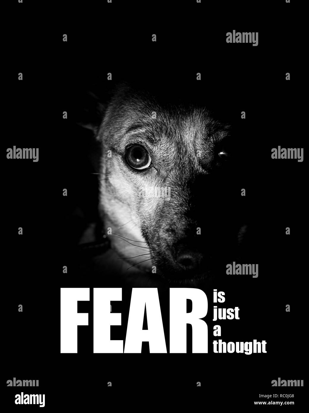 Fear <b>is</b> just a thought - inspirational photograph - fear motivational photo...