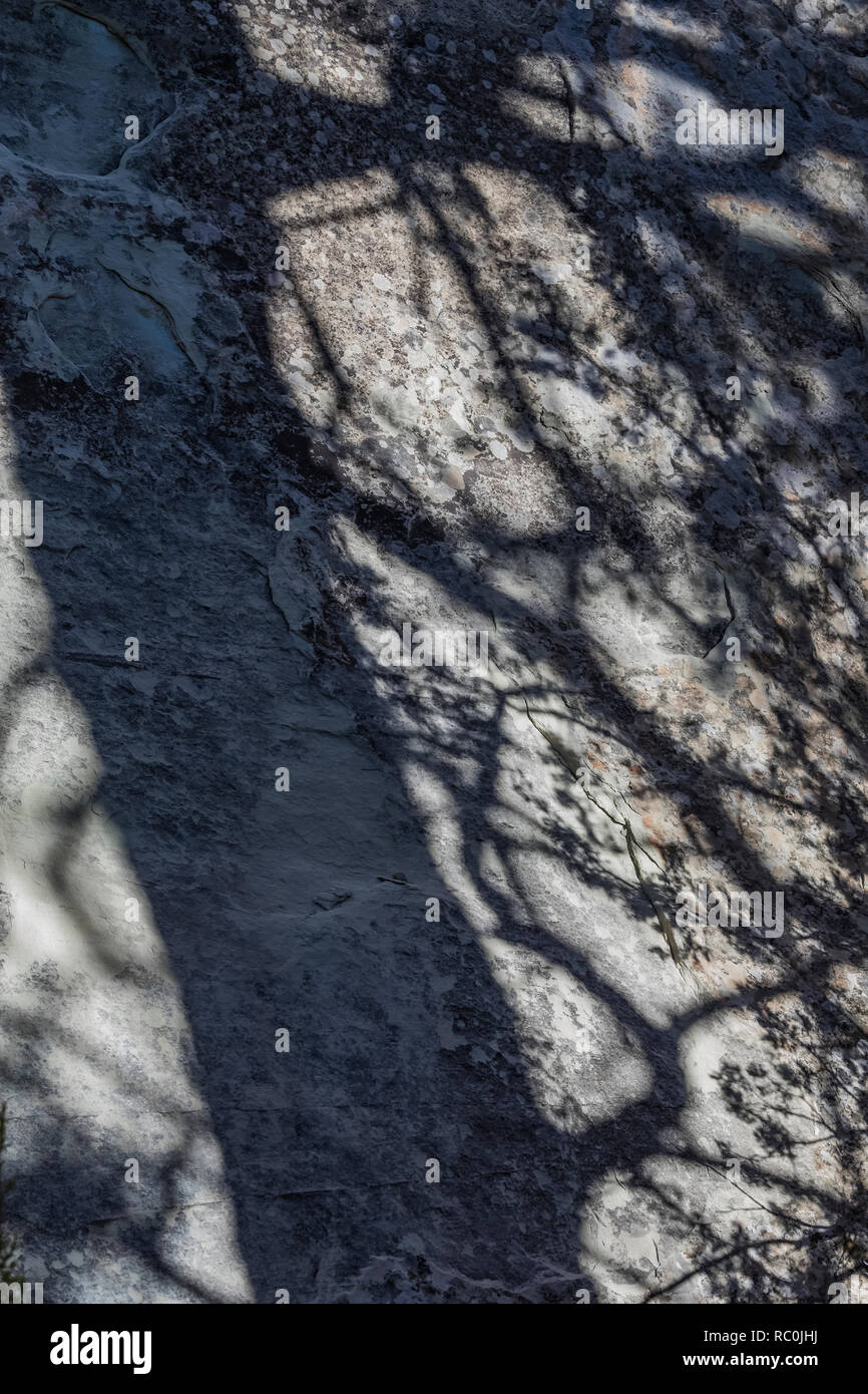 Ponderosa Pine, Pinus ponderosa, shadow on Inscription Rock in El Morro National Monument, New Mexico, USA Stock Photo