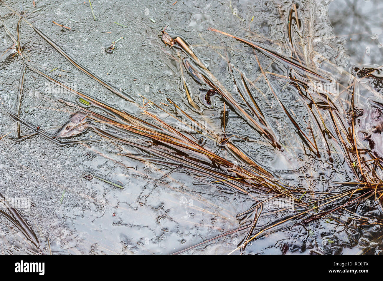 Detail of grasses and bits of vegetation in a frozen pond, with a complex, textured pattern of lines, channels and ridges along the icy surface. Stock Photo