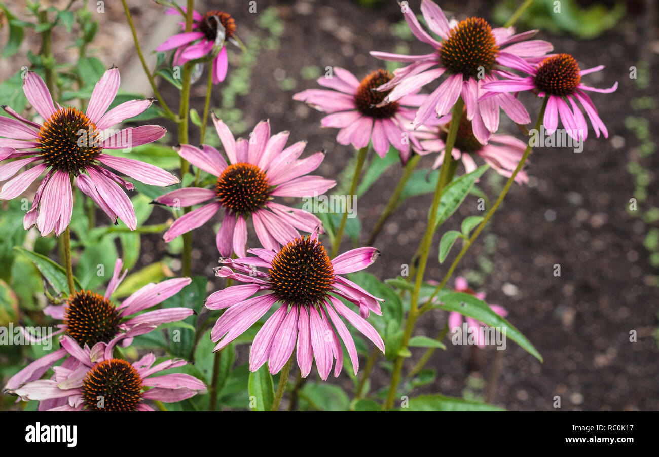A clump of tall, brightly coloured, spikyheaded Echinacea purpurea