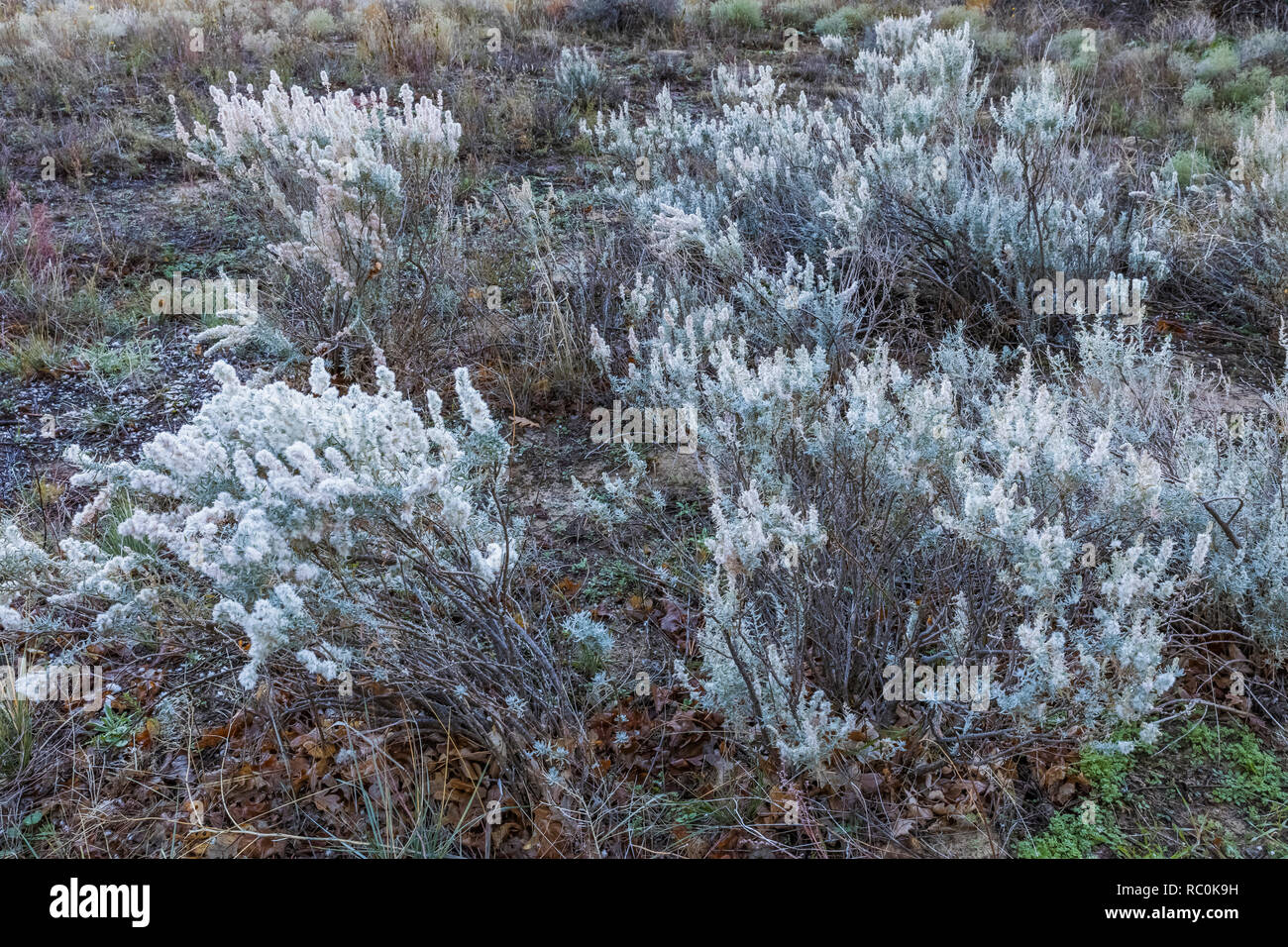 Winterfat, Eurotia lanata, a good wildlife browse shrub, growing near the start of the Mesa Top Trail in El Morro National Monument, New Mexico, USA Stock Photo