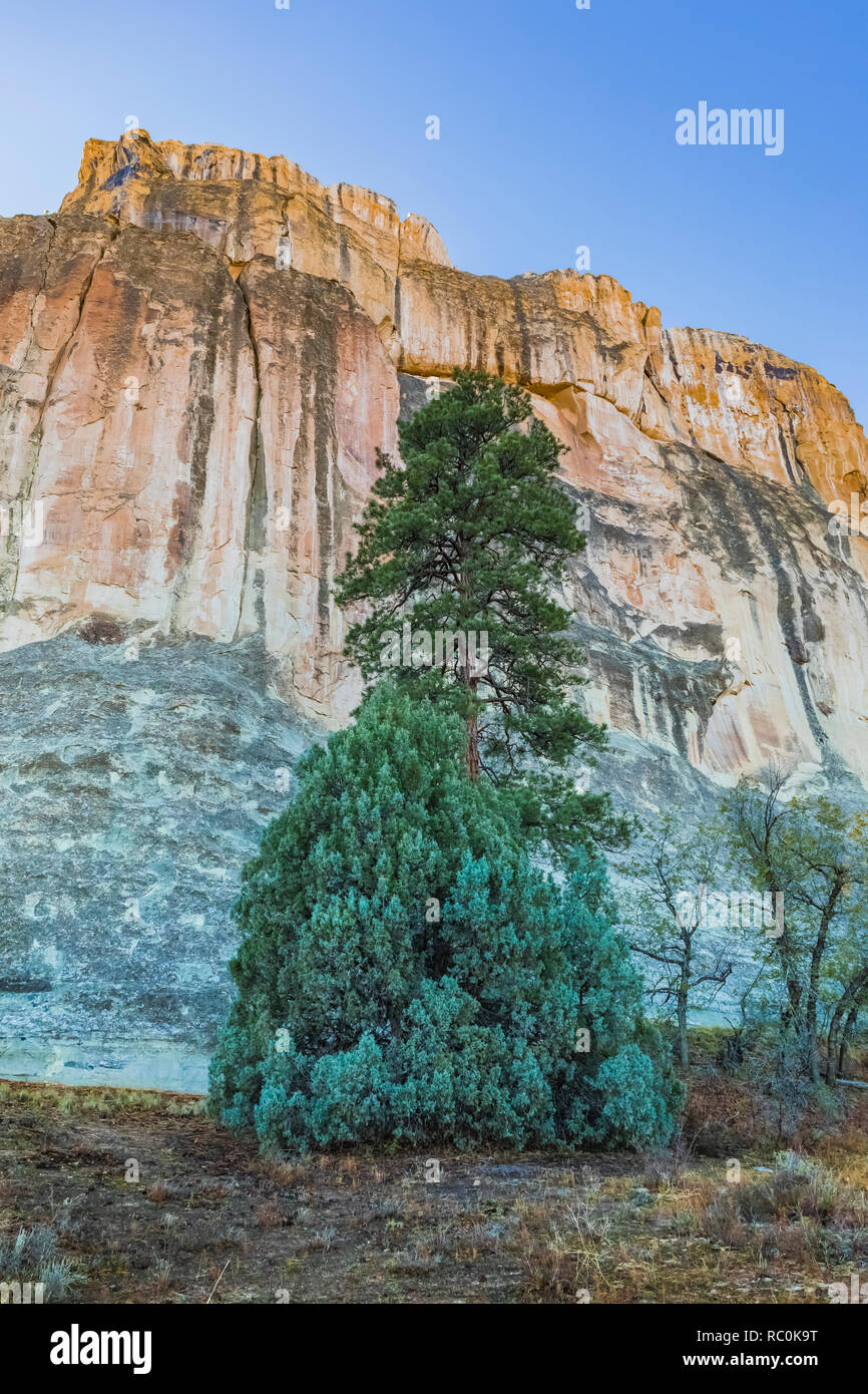 Ponderosa Pine and Rocky Mountain Juniper with Inscription Rock, viewed from the Mesa Top Trail in El Morro National Monument, New Mexico, USA Stock Photo