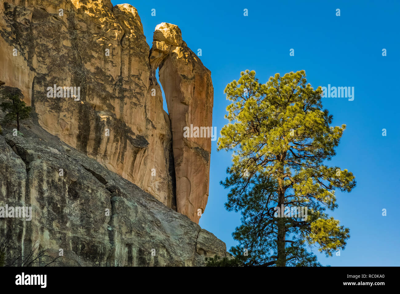 Ponderosa Pine, Pinus ponderosa, with Woodpecker Rock along the Mesa Top Trail in El Morro