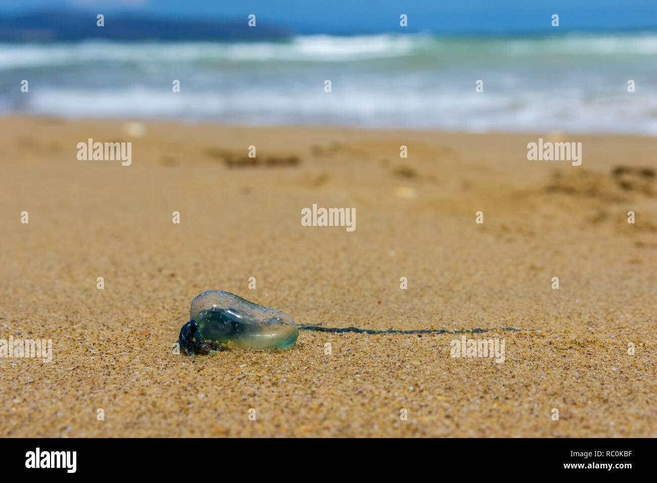 blue bottle jelly fish stranded on Tasmaian Clifton beach, Australia Stock Photo