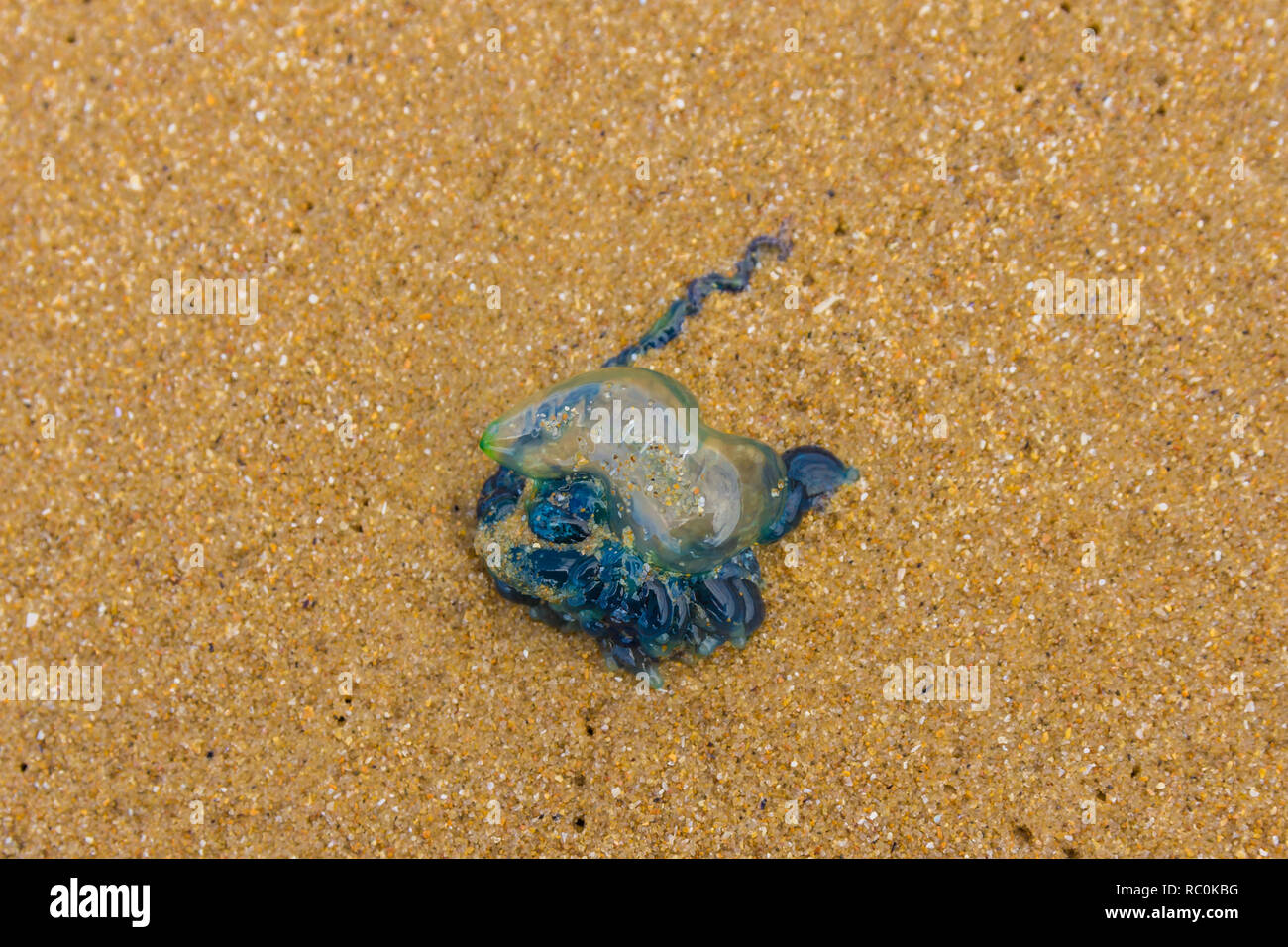 Physalia utriculus Blue Bottle jellyfish Stock Photo