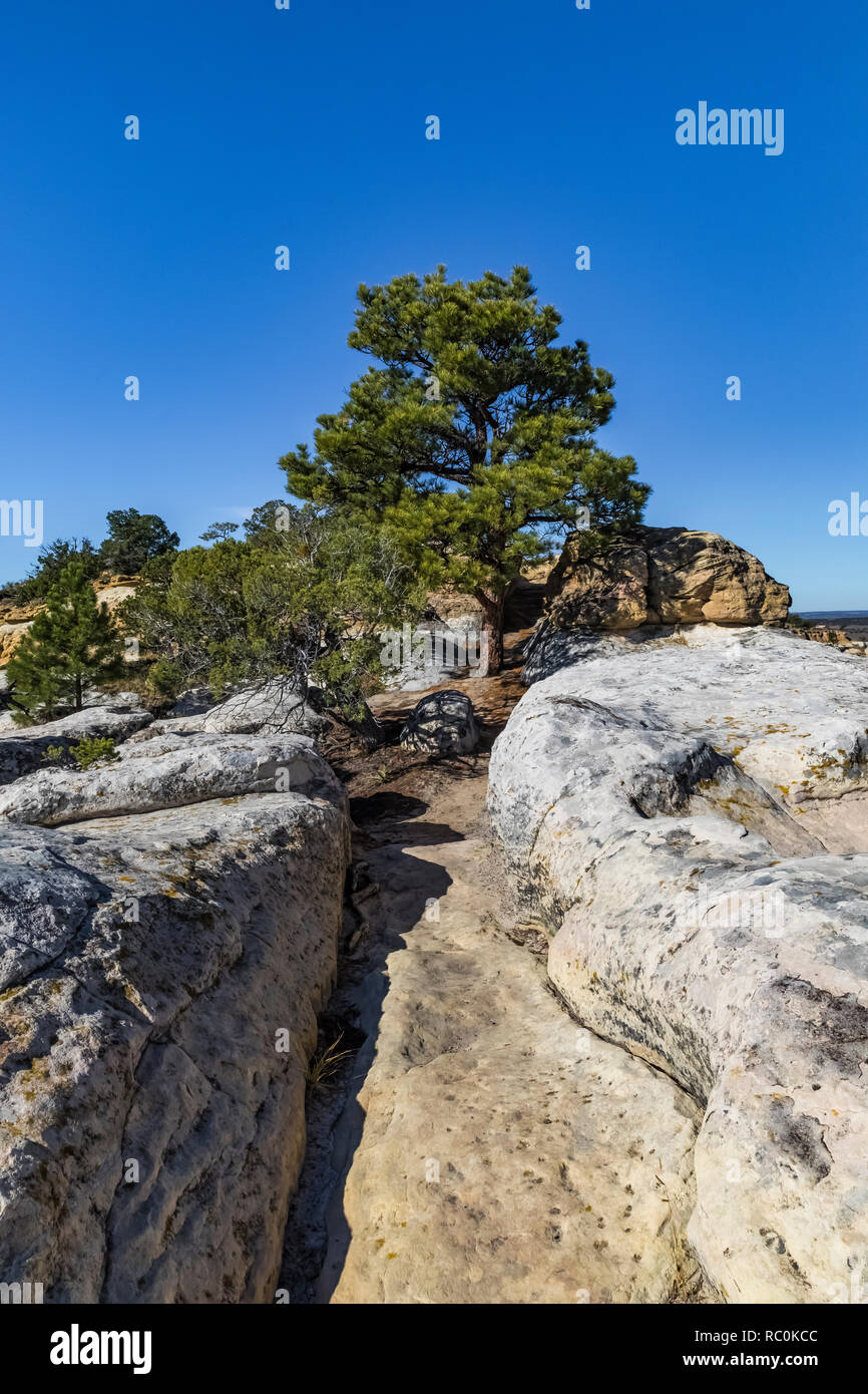 Ponderosa Pine, Pinus ponderosa, surviving in harsh conditions along