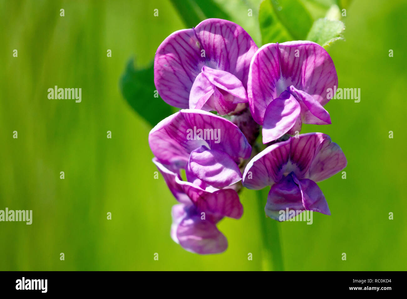 Bush Vetch (vicia sepium), also known as Crow-peas, a close up of a ...